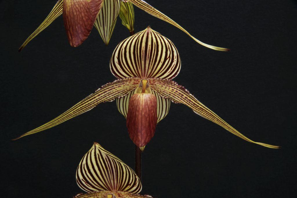 Paphiopedilum rothschildianum