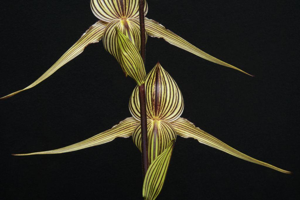 Paphiopedilum rothschildianum - photo 2