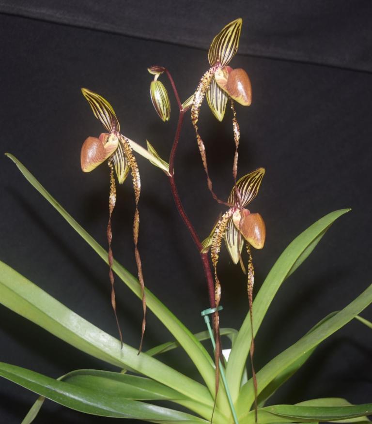 Paph Formosa Lady
