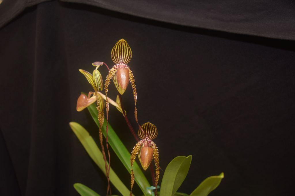 Paphiopedilum Formosa Lady - photo 2