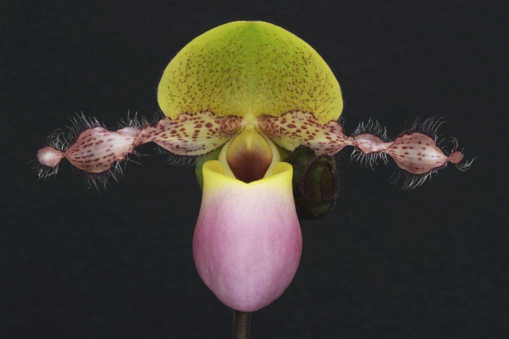 Paphiopedilum moquetteanum