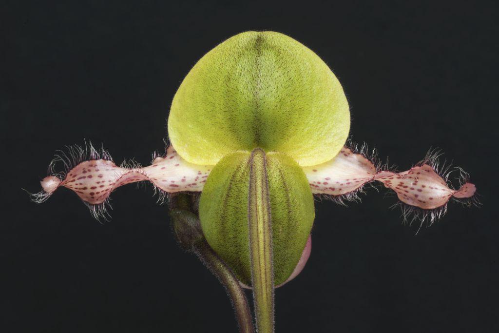 Paphiopedilum moquetteanum - photo 2