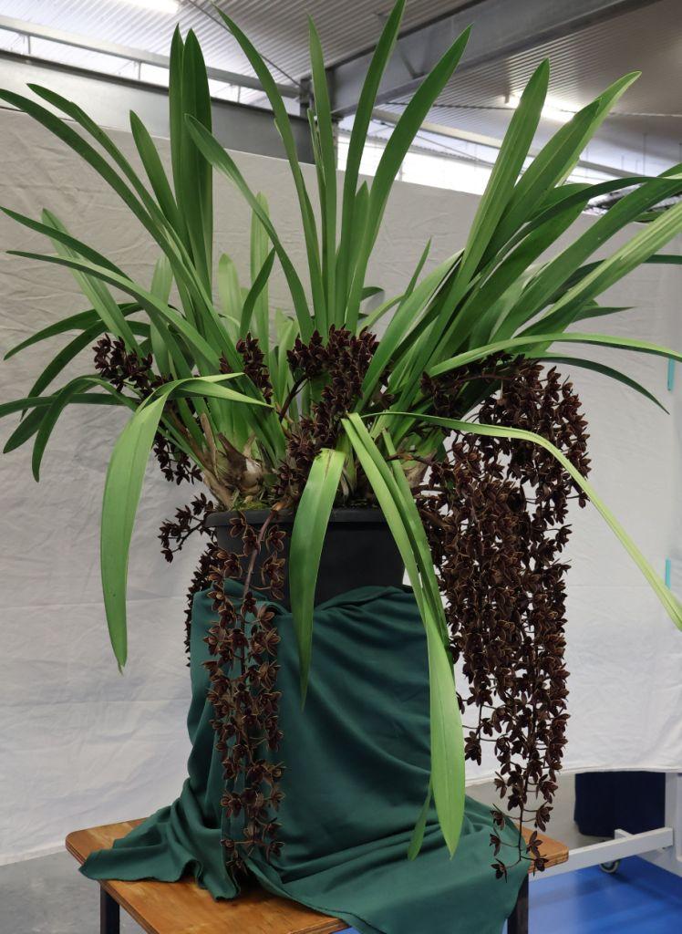 Cym Black Stump' Come in Spinner'