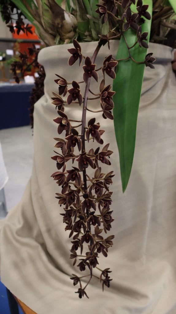 Cymbidium Black Stump' Come in Spinner' - photo 2