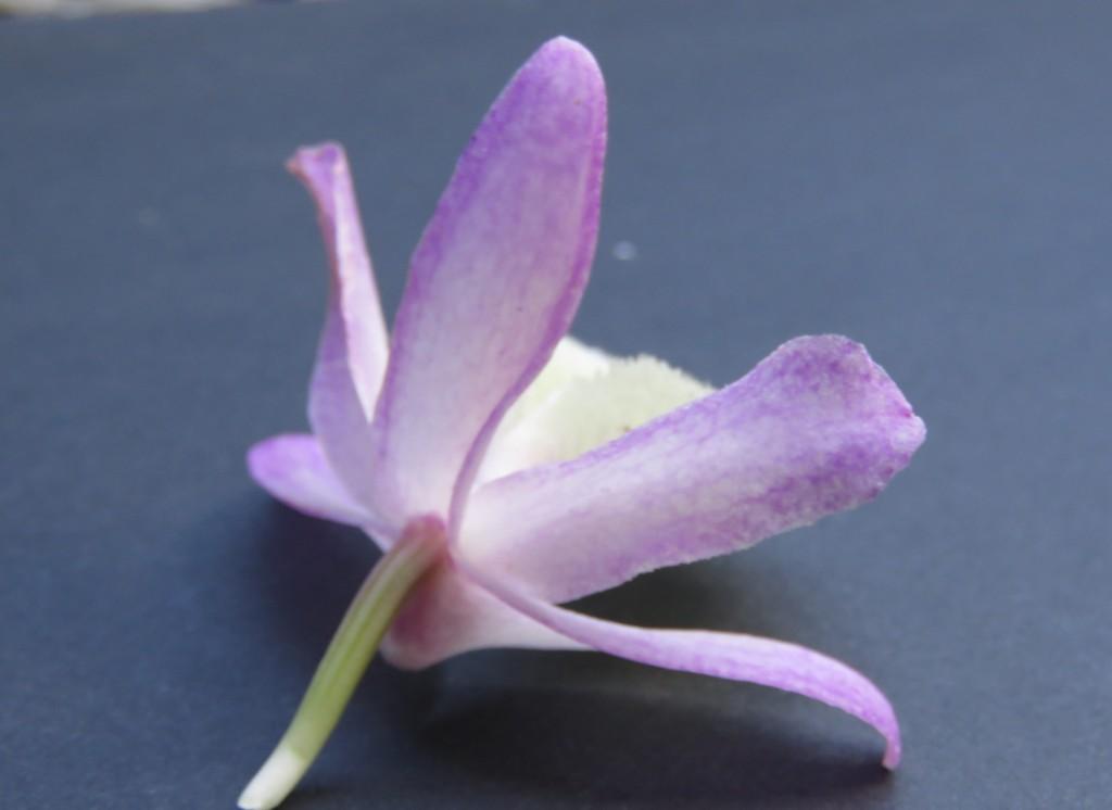 Dendrobium primulinum - photo 2
