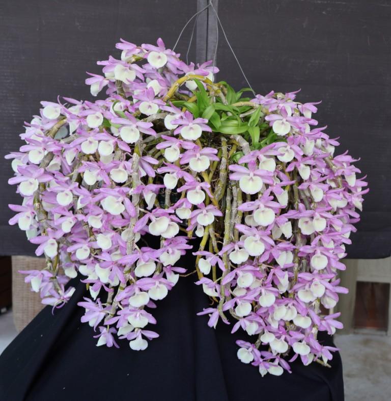 Dendrobium primulinum