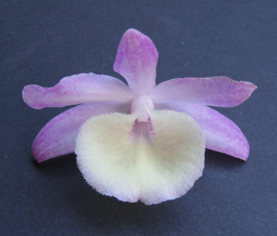 Dendrobium primulinum - photo 2