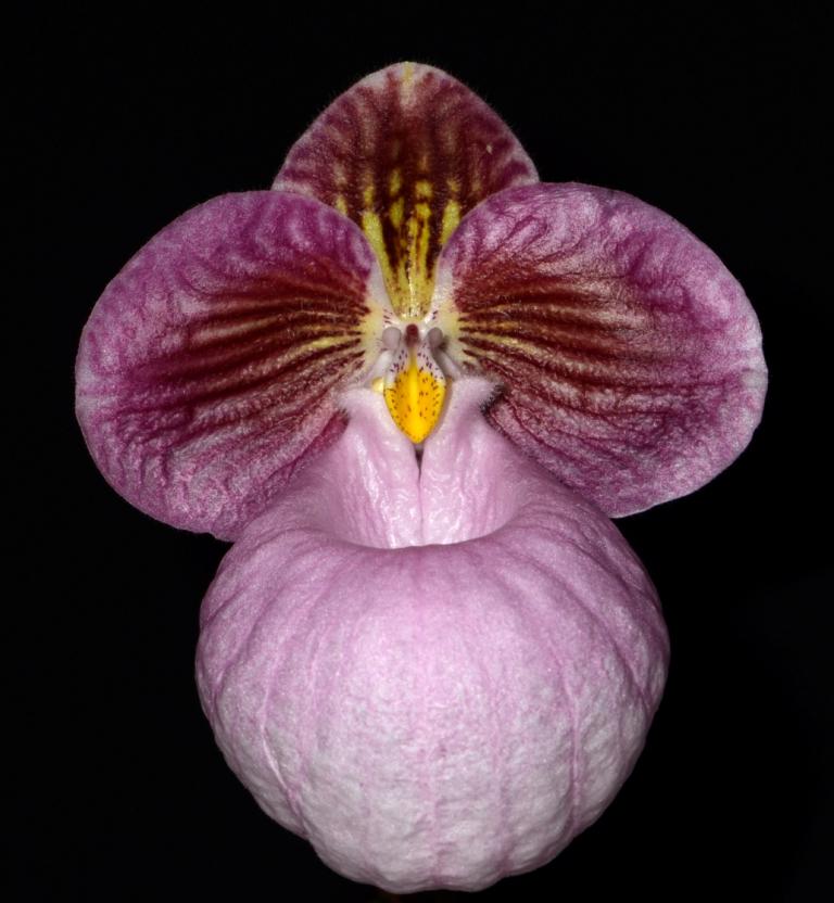 Paphiopedilum micranthum