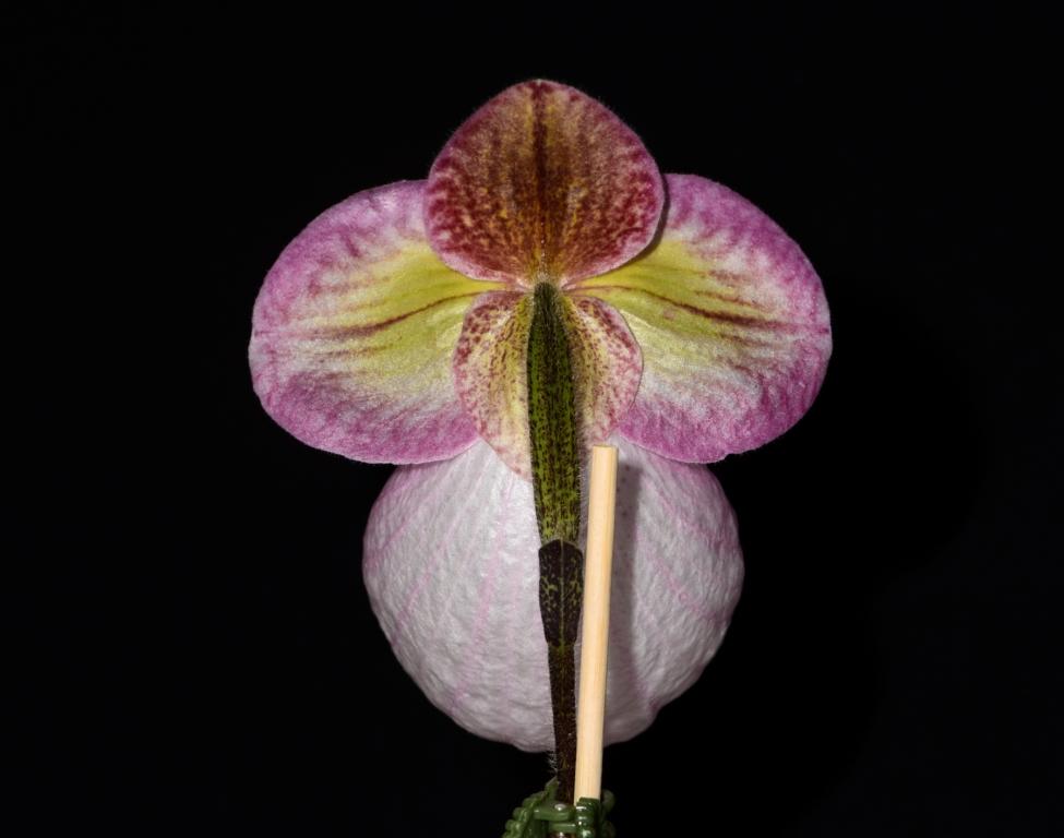 Paphiopedilum micranthum - photo 2