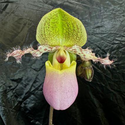 Paphiopedilum moquetteanum