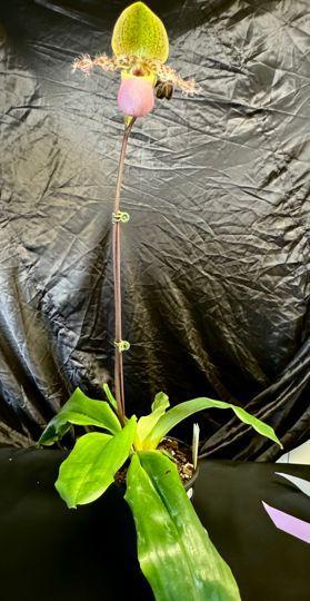 Paphiopedilum moquetteanum - photo 2