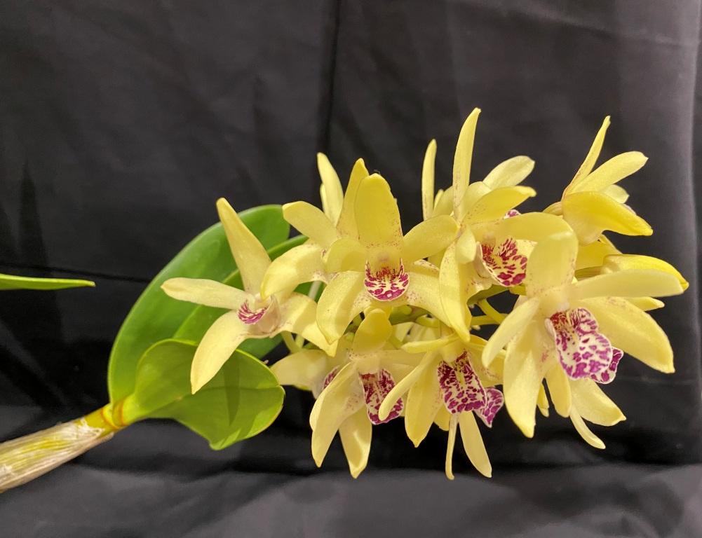 Dendrobium Duno Marilyn - photo 2