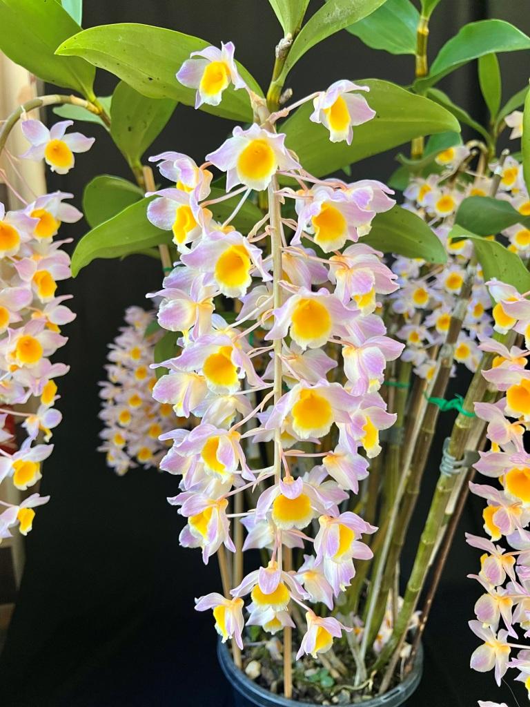 Dendrobium Mousmee - photo 2
