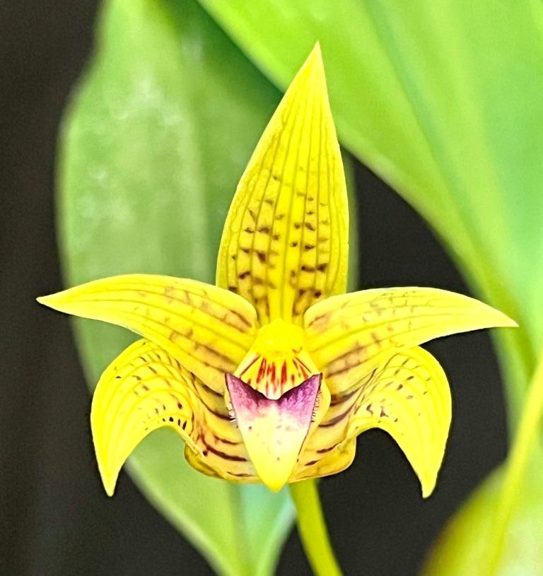 Bulbophyllum coweniorum