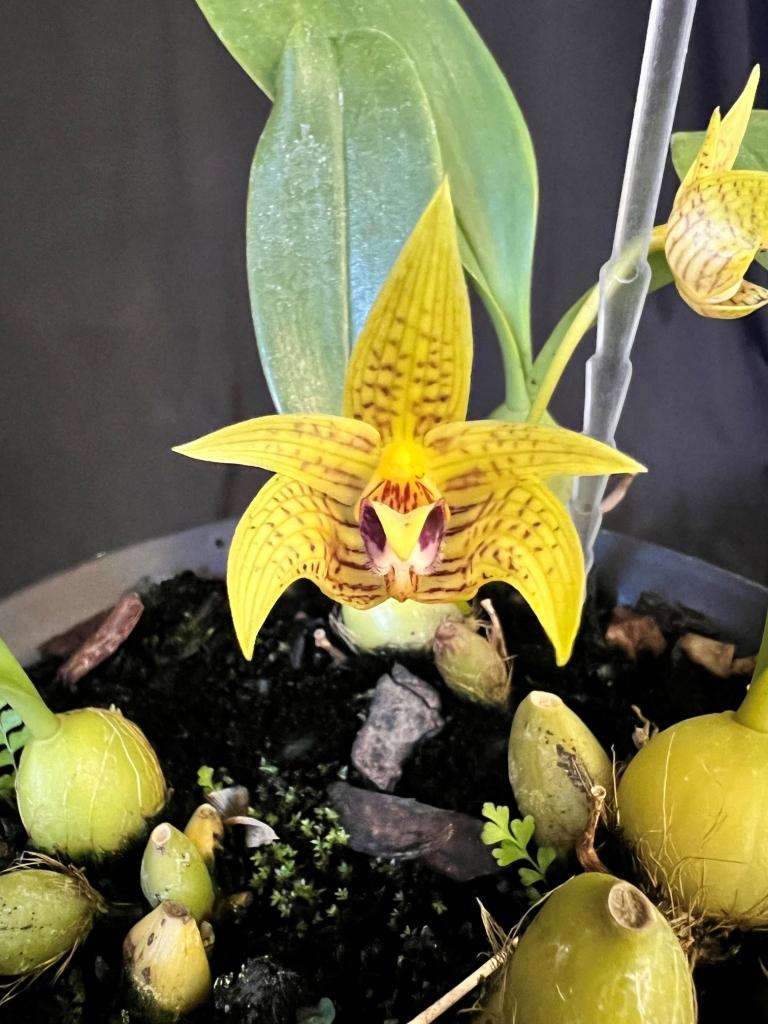 Bulbophyllum coweniorum - photo 2