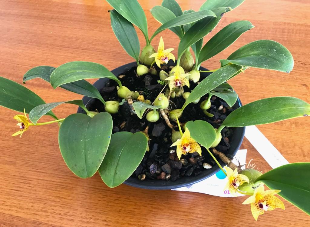 Bulbophyllum coweniorum