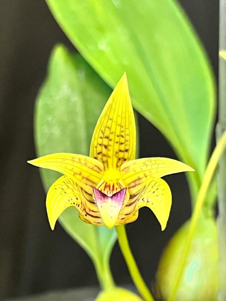 Bulbophyllum coweniorum - photo 2