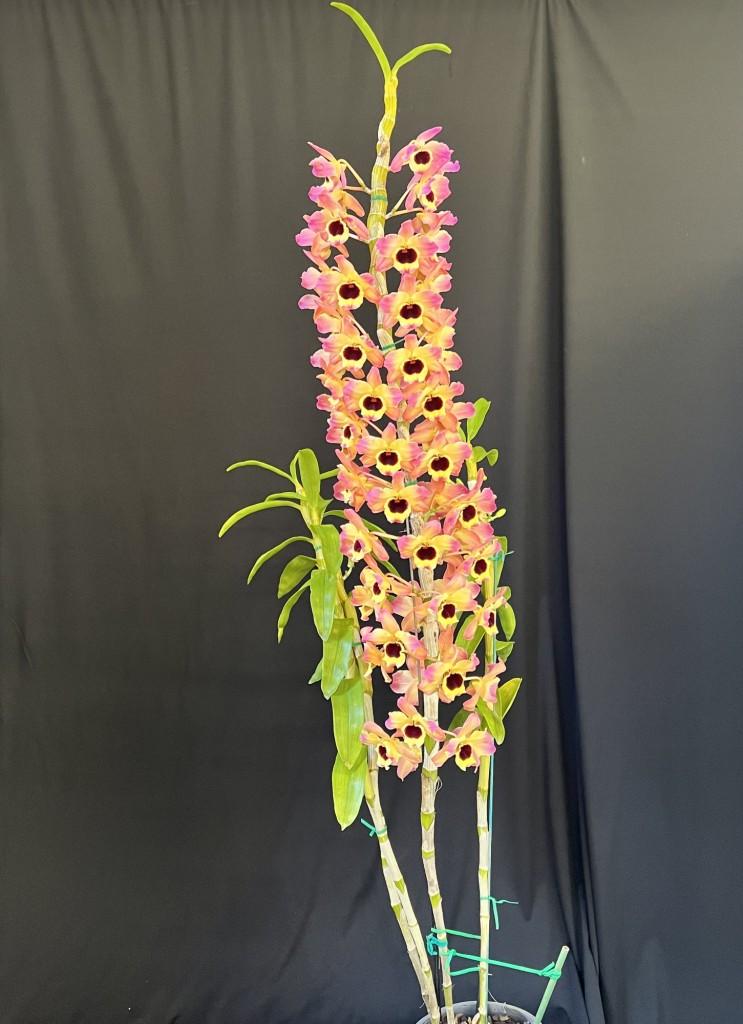 Den Gladeview Sunset