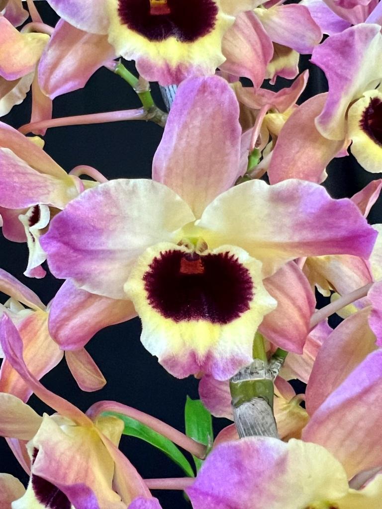 Dendrobium Gladeview Sunset - photo 2