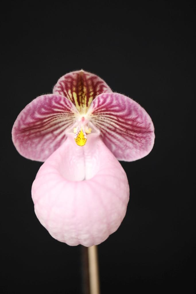 Paphiopedilum micranthum