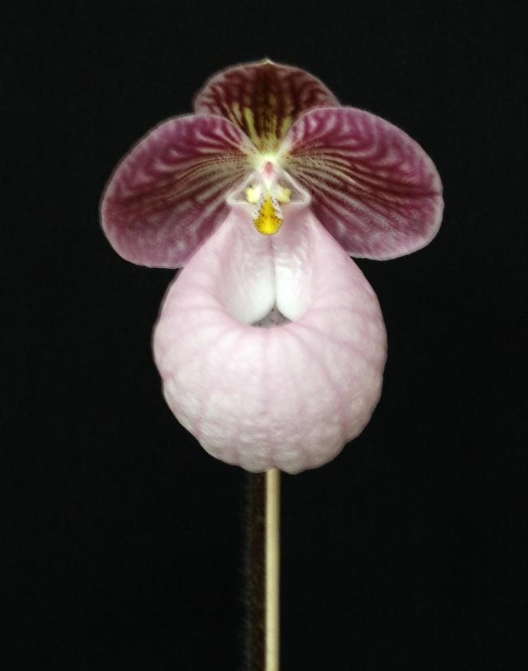 Paphiopedilum micranthum - photo 2