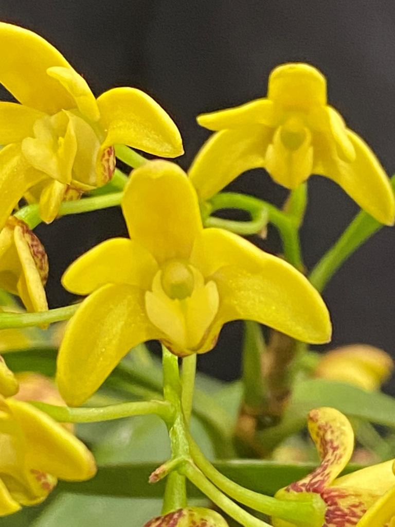 Dendrobium gracilicaule