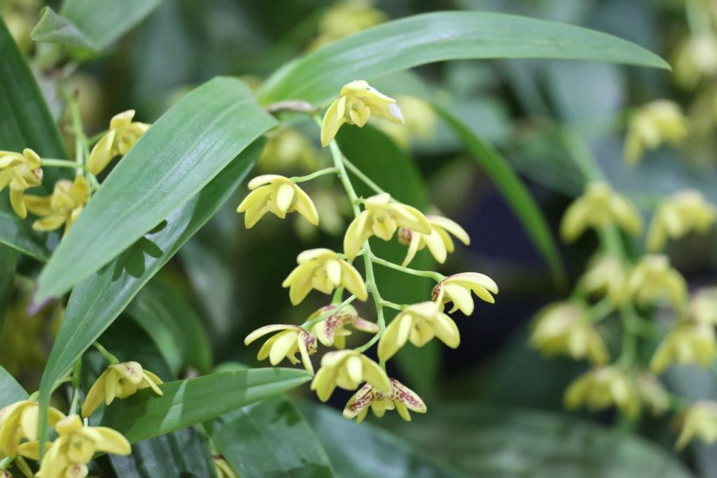 Dendrobium gracilicaule var. howeanum - photo 2