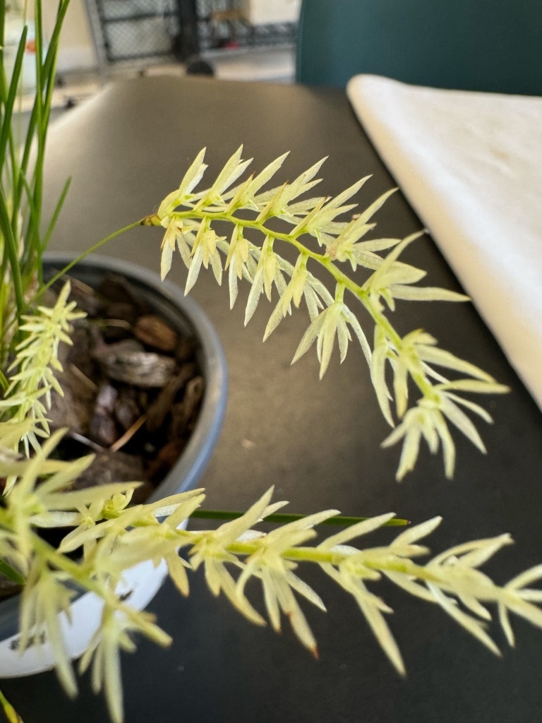 Coelogyne warrenii - photo 2