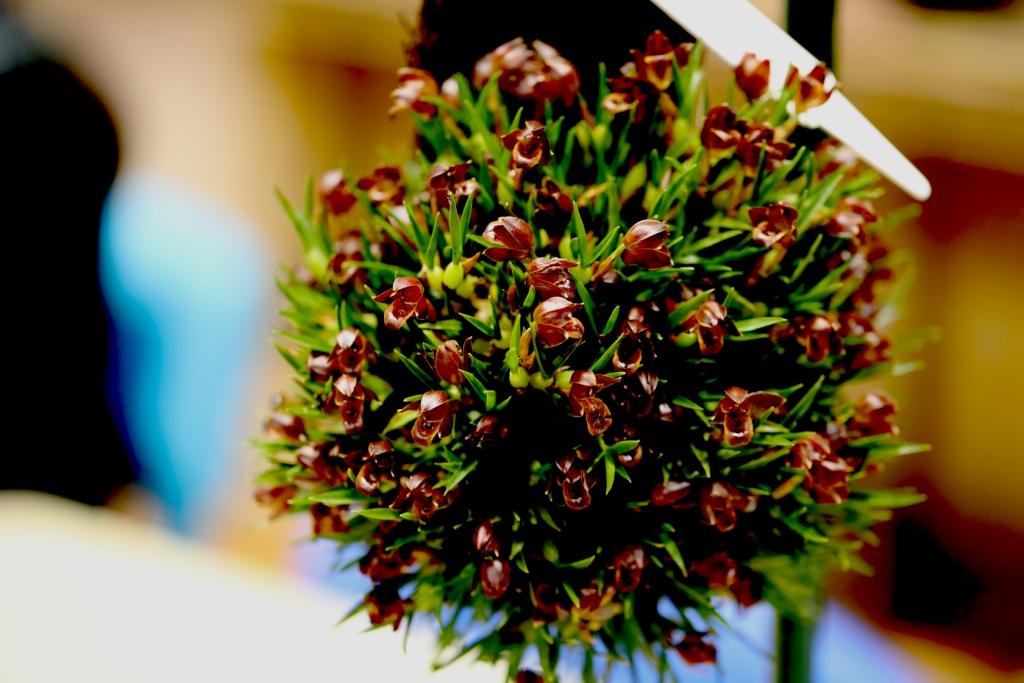 Maxillaria paranaensis