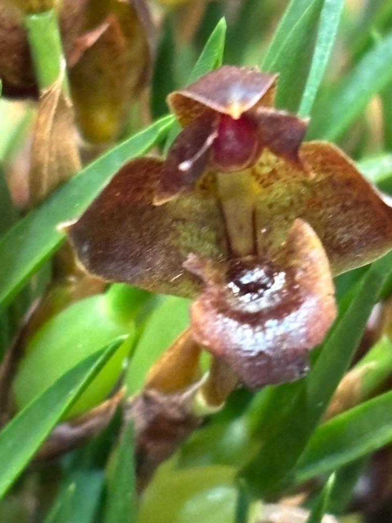 Maxillaria paranaensis - photo 2