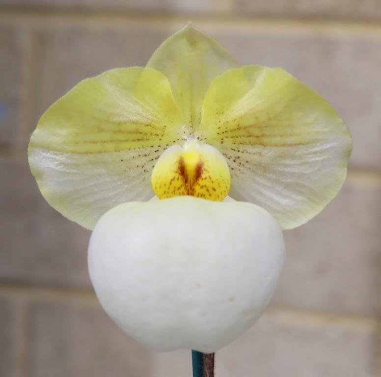 Paph Fumi's Delight