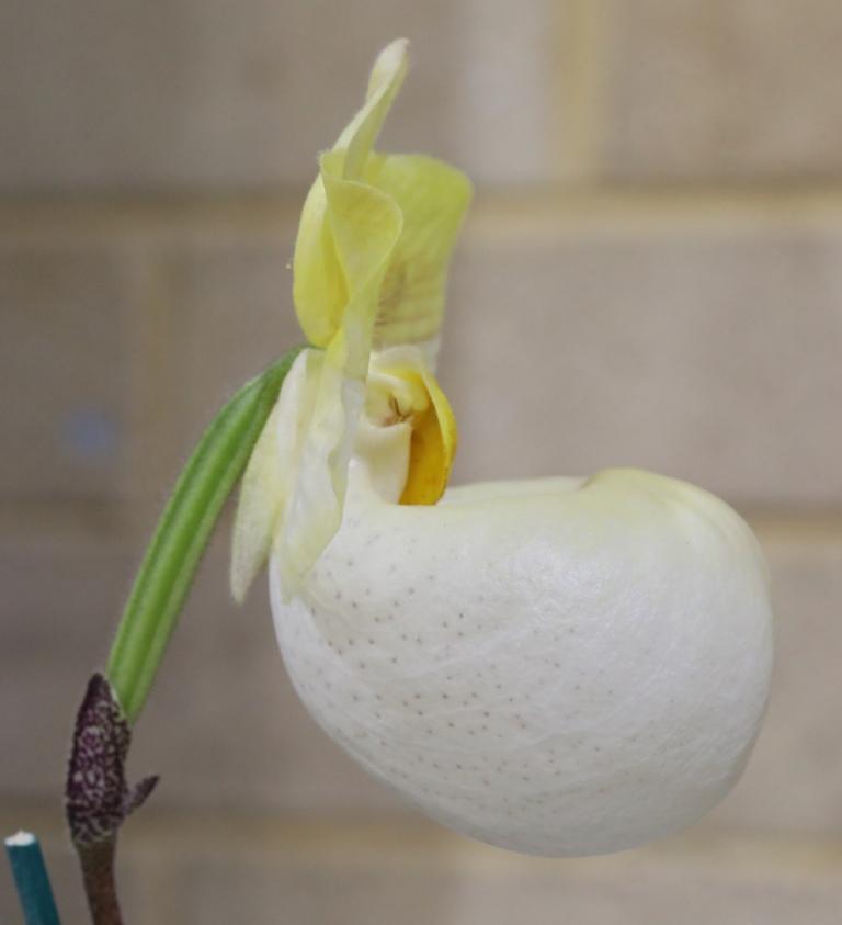 Paphiopedilum Fumi's Delight - photo 2