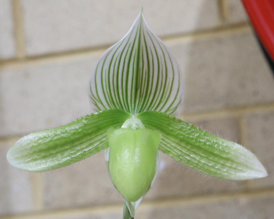 Paph Lime Fresh