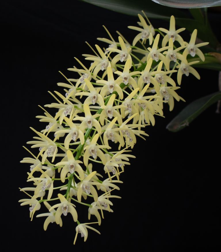 Dendrobium speciosum