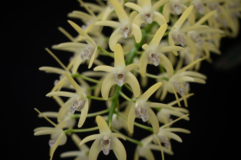 Dendrobium speciosum var. boreale - photo 2