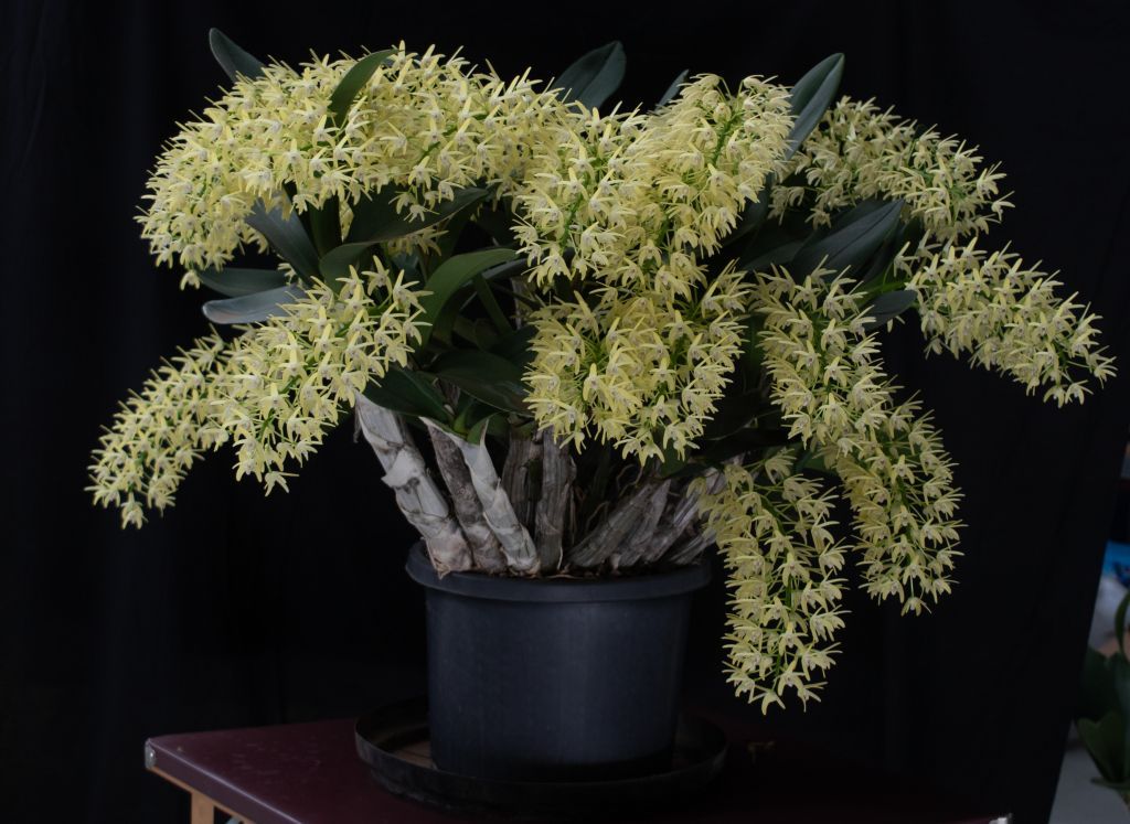 Dendrobium speciosum