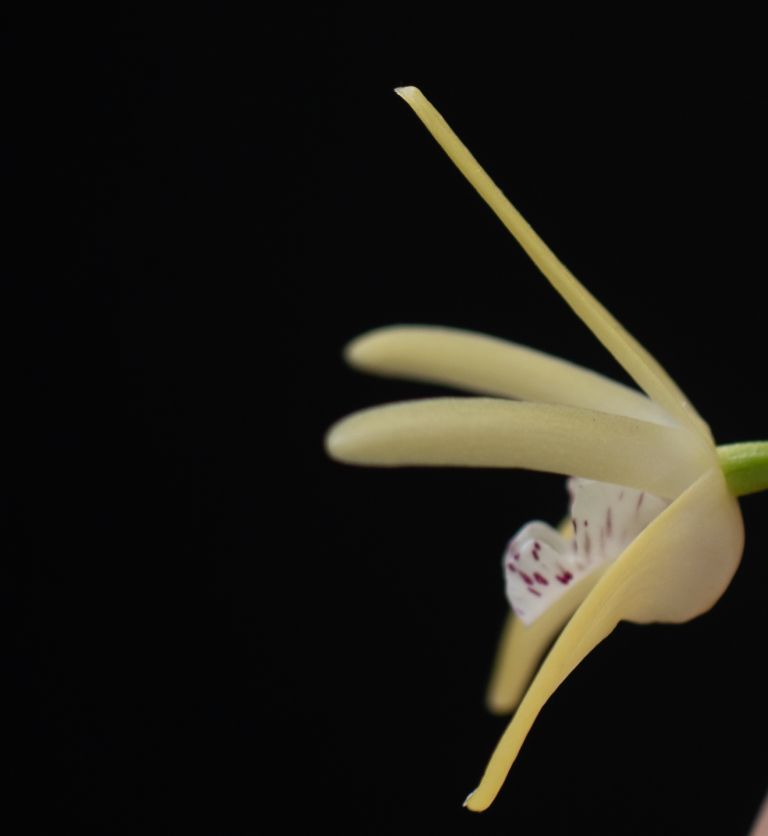 Dendrobium speciosum var. boreale - photo 2