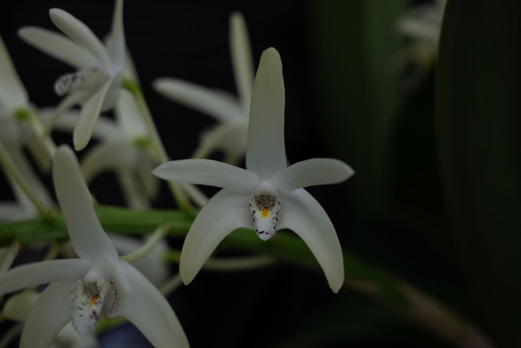 Dendrobium speciosum