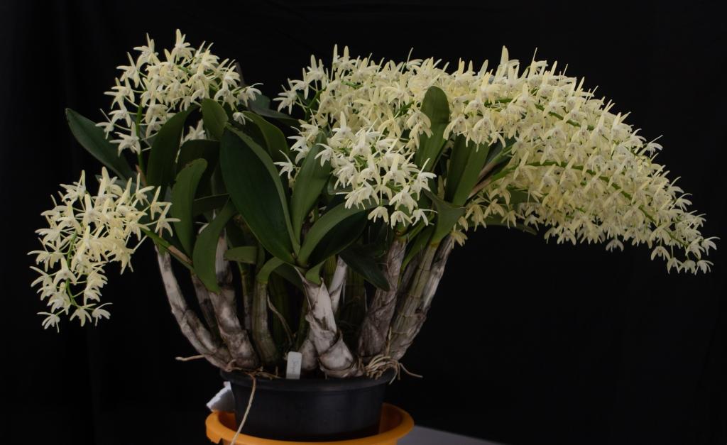 Dendrobium speciosum var. boreale - photo 2