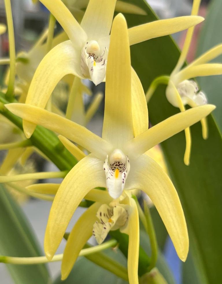 Dendrobium speciosum