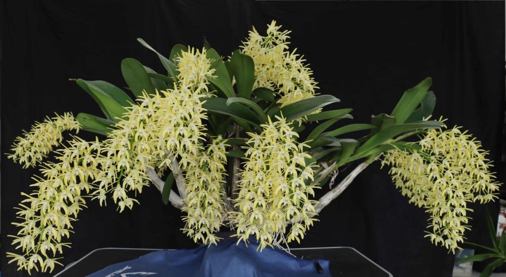 Dendrobium speciosum var. boreale - photo 2