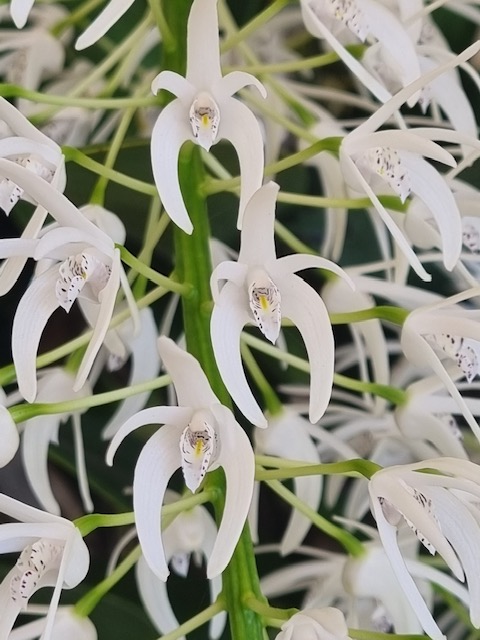 Dendrobium speciosum