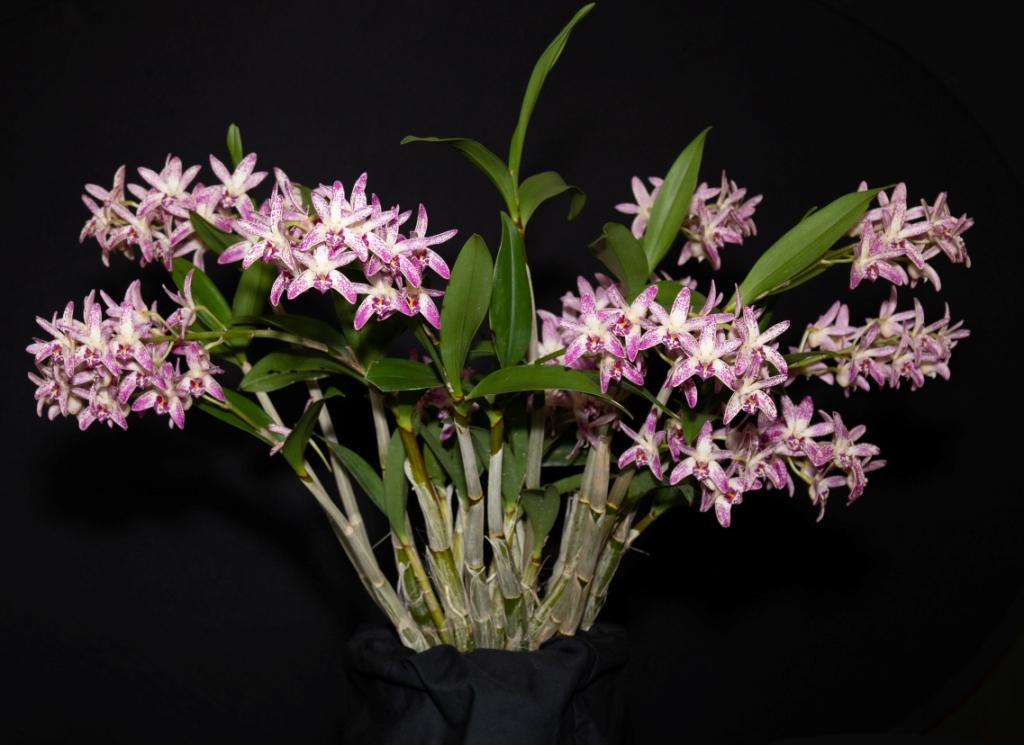 Dendrobium Wayne Turville - photo 2