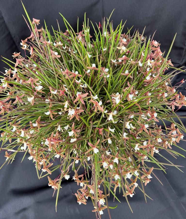 Dendrobium striolatum