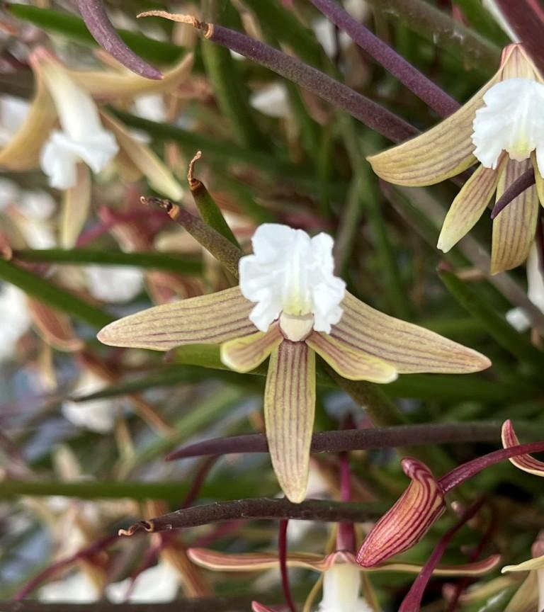 Dendrobium striolatum - photo 2
