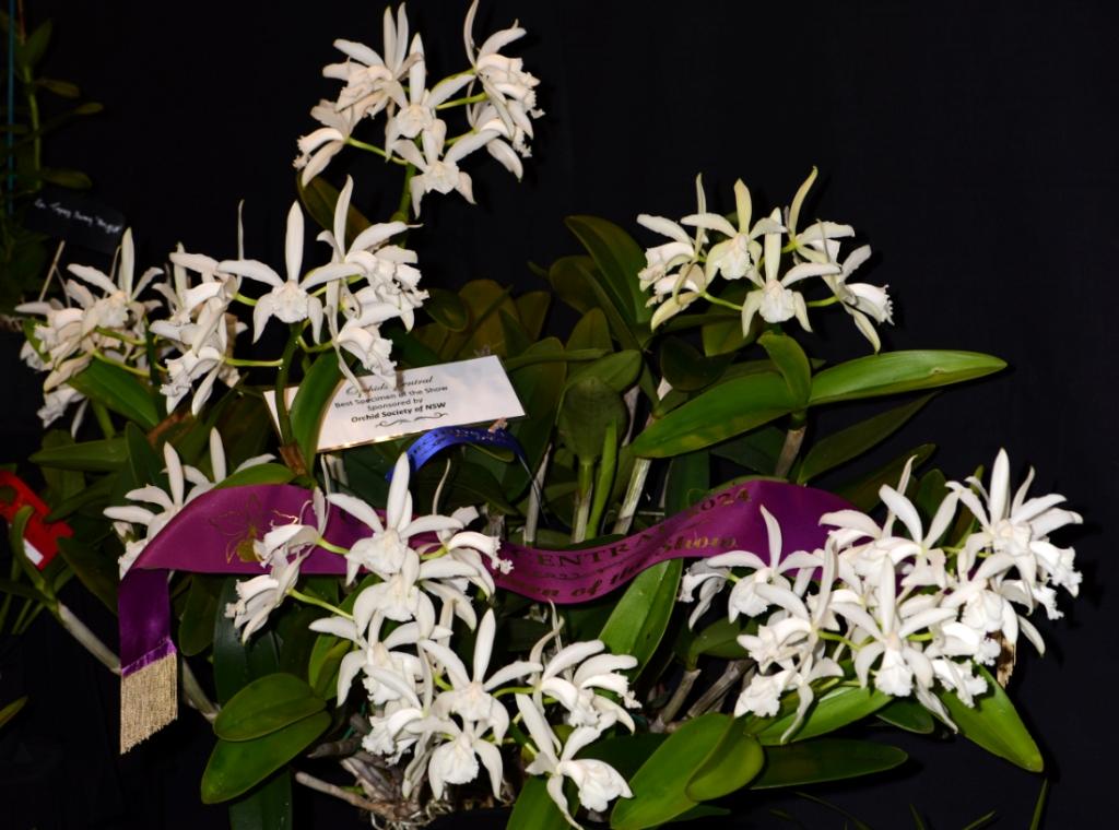 Cattleya intermedia var. alba