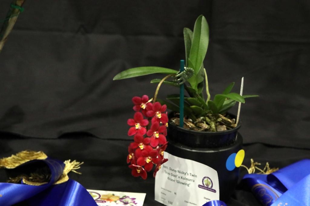 Sarcochilus Bright Eyes - photo 2