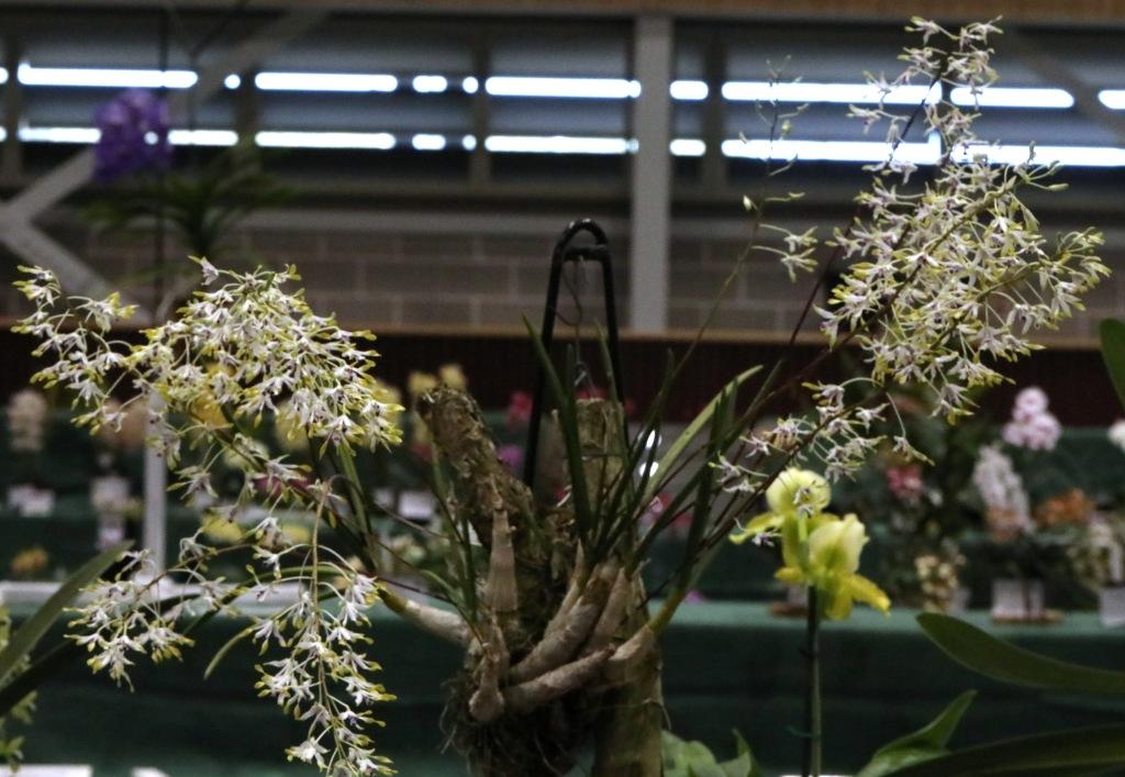 Dendrobium canaliculatum