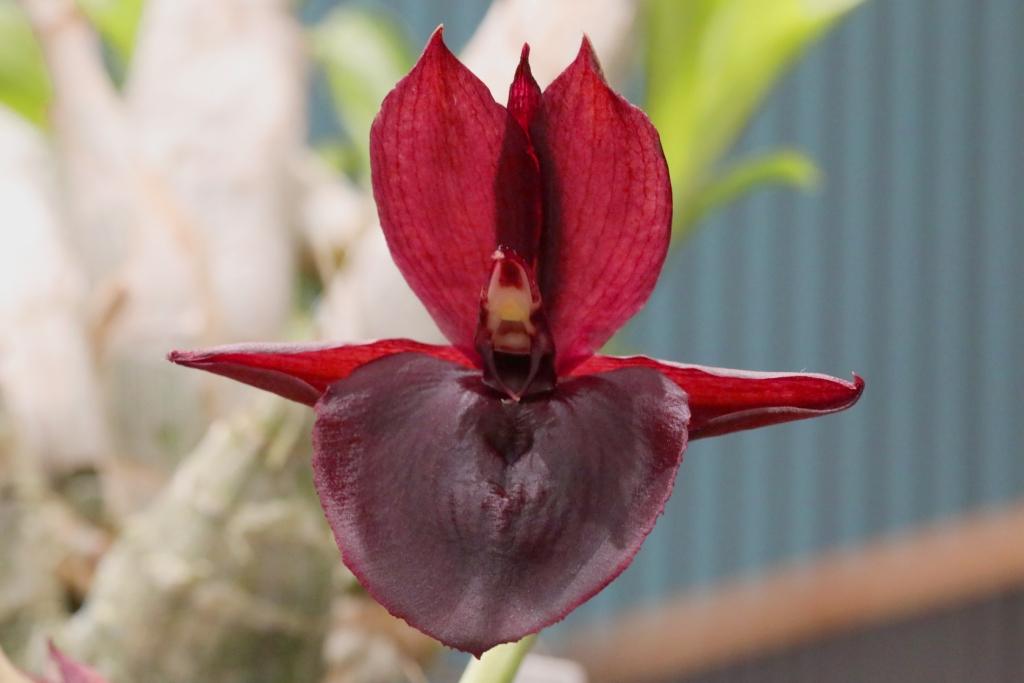 Catasetum Maria Mercado