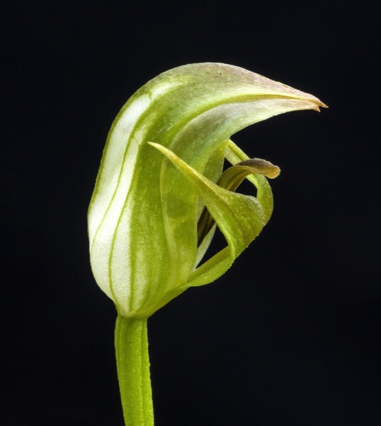Pterostylis curta - photo 2
